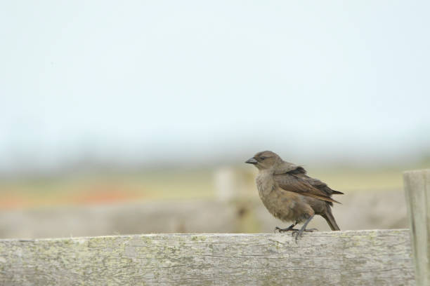 istock Birds of Uruguay in their natural environment. 1336543913