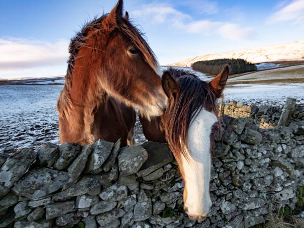 istock Winter Horse Kisses. 1336544166