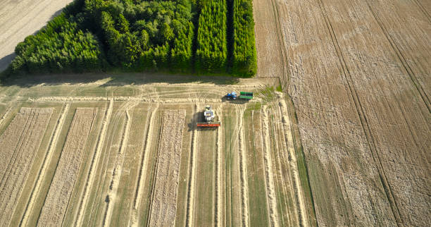 istock Landscape with combine harvester 1336544198