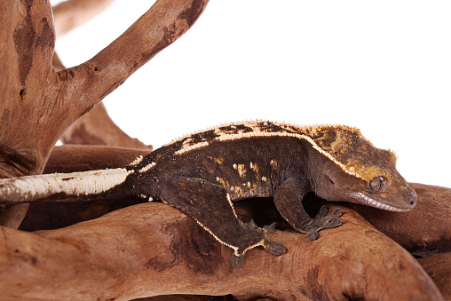 Crested gecko on isolated white background