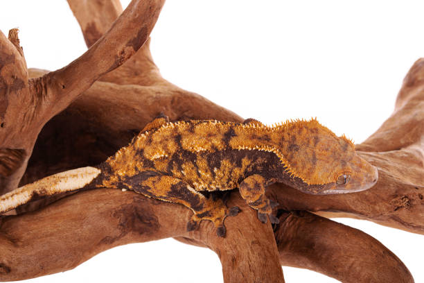 istock Crested gecko on isolated white background 1336544386