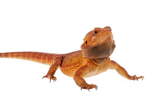 Pogona genus of reptiles known as bearded dragons or Pogona Vitticeps. Bearded dragon refers to underside of throat or beard of lizard, which can turn black and gain weight of stress or threatened.