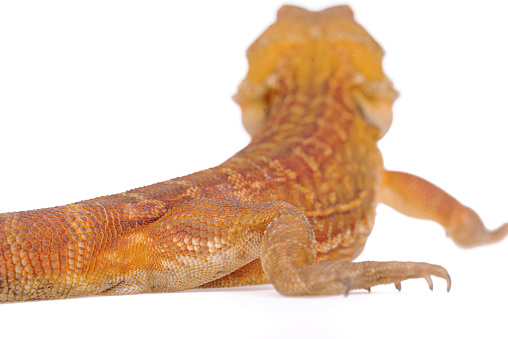 Hypo trans red genetic stripe Bearded dragon white background