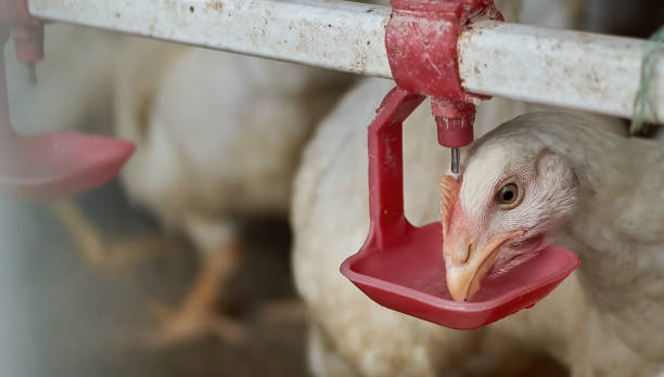 istock Free range organic broiler Chickens drinking water by nipple backyard farm 1336544935