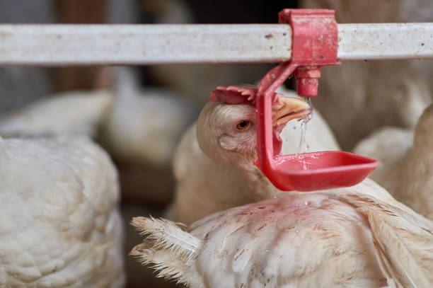 Chickens drinking water by nipple in home Farm