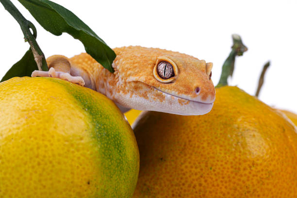 Orange Leopard gecko white background stock photo