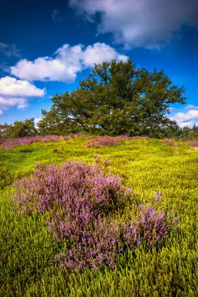 Landscape with purple blooming heather in Nature park Veluwe