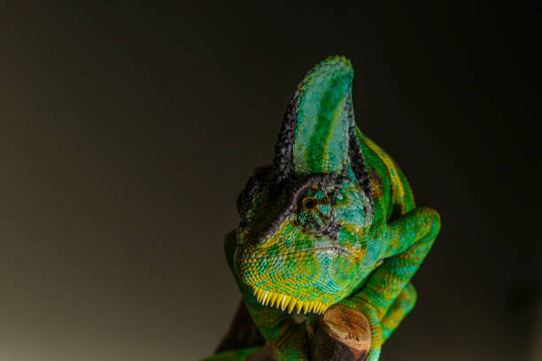 istock Veiled Chameleon close up portrait on black background 1336545519