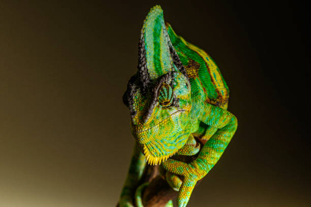 istock Veiled Chameleon close up portrait on black background 1336545520