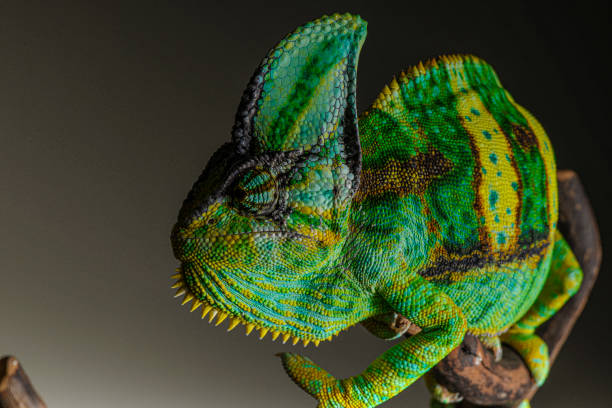 portrait en gros plan de caméléon voilé sur fond noir - yemen chameleon photos et images de collection