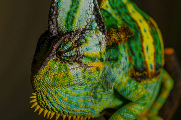 istock Veiled Chameleon close up portrait on black background 1336545524
