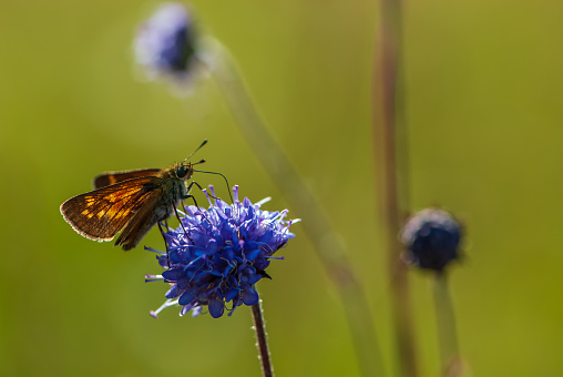 Butterfly (Argynnis) on Globe Thistle captured during summer season.