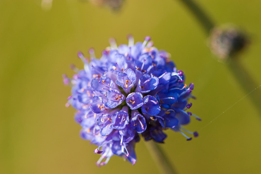 Close-up purple devil's-bit or devil's scabious in meadow in august in Apls