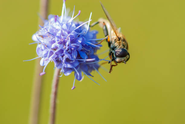 istock Common drone fly is a cosmopolitan species of hover fly on alpine purple flower devil's-bit 1336550087
