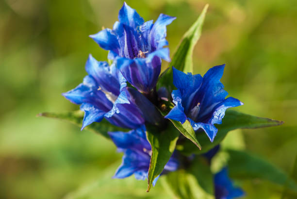 Blue gentiana asclepiadea or the willow gentian in meadow in summer in Alps