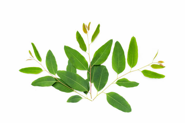 istock Eucalyptus leaves on white background. 1336551046