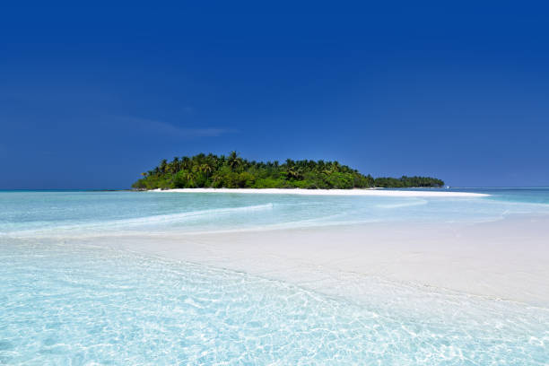 istock Wild Maldives island with sandy beach 1336552241