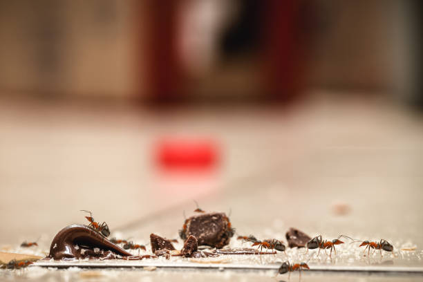 słodkie mrówki na podłodze, jedząc resztki cukierków, okruchów i czekolady - anthill macro ant food zdjęcia i obrazy z banku zdjęć