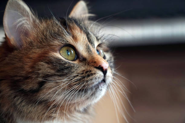 istock cat's head close up big green eyes 1336555273