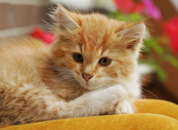istock red-colored kitten is sitting on the child's lap close-up 1336555425