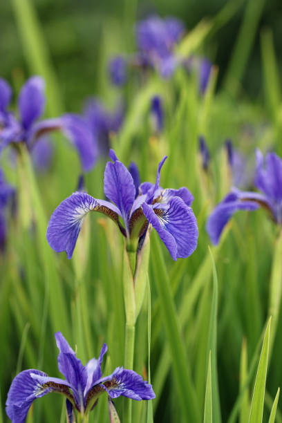 istock Blue siberian flag iris flowers in close up 1336555657