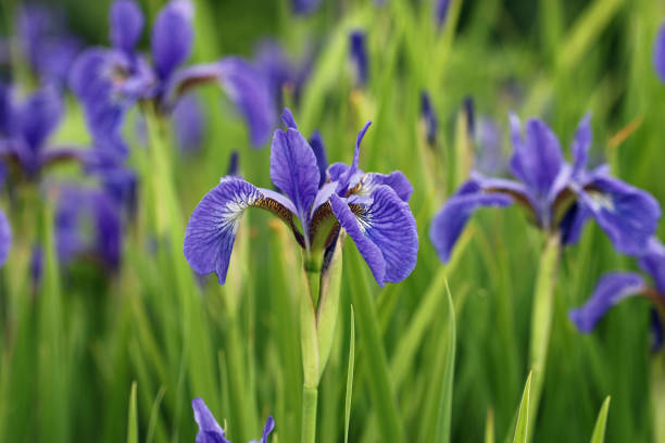 istock Blue siberian flag iris flowers in close up 1336555676