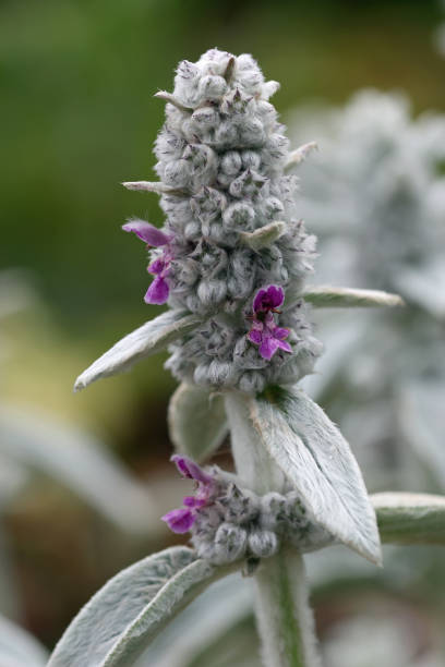 Purple lambs ears flowers and leaves in close up Purple lambs ears, Stachys byzantina variety Silver Carpet, rarely seen flowers and woolly leaves in close up with a background of blurred leaves. big ears stock pictures, royalty-free photos & images