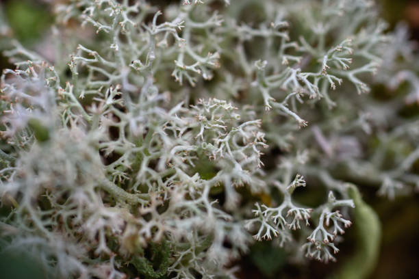 istock Close up of forest micro plants. 1336557354