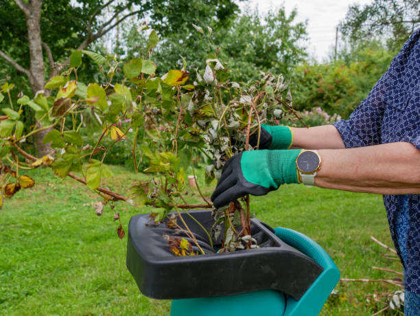 les mains abaissent de vieilles branches dans une machine à couper et à composter - broyeur de branches photos et images de collection