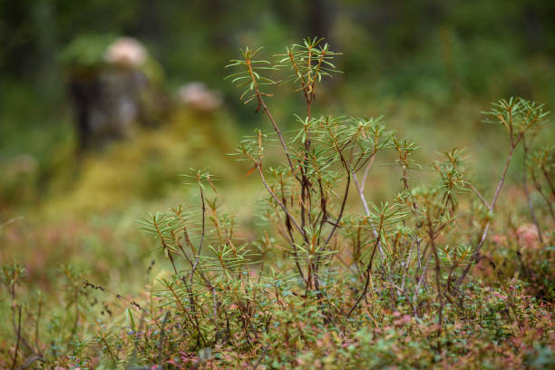 Plante ledum en gros plan - Photo