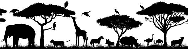 ilustrações de stock, clip art, desenhos animados e ícones de vector horizontal seamless tropical african savannah with lion, zebra, vulture, heron, common warthog, rhinoceros, cheetah, monkey, african ostrich, elephant, girrafe, - giraffe namibia africa animal