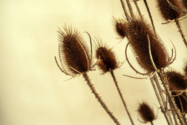 Cropped image of decorative dried plant branches