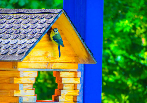 istock Blue Tit sits at Bird House 1336559971