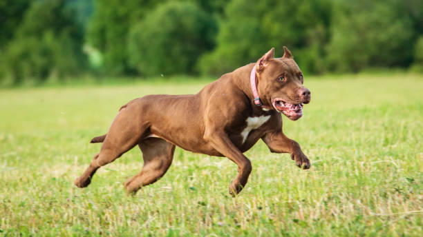 istock Pit Bull running full speed at lure coursing sport 1336560078