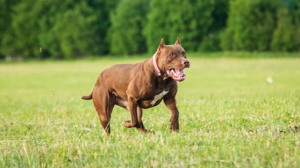 istock Pit Bull running full speed at lure coursing sport 1336560094