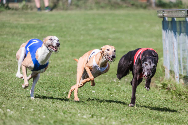 Three whippet dogs running at racing competion Three whippet dogs running at racing ring competion agility animal canine sports race stock pictures, royalty-free photos & images