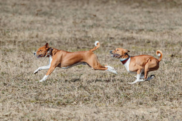 istock Two basenjis running qualification for lure coursing championship 1336560130