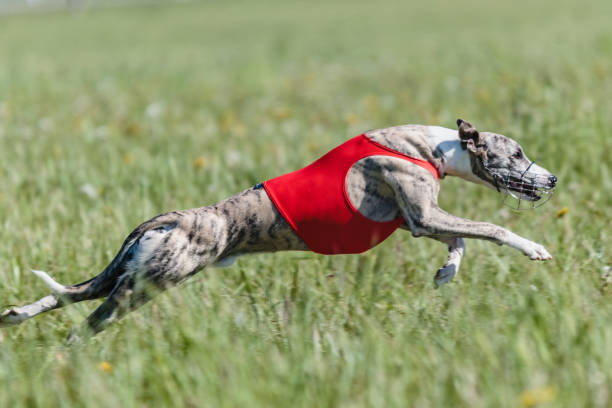 istock Whippet running in a red jacket coursing field on lure coursing 1336560135