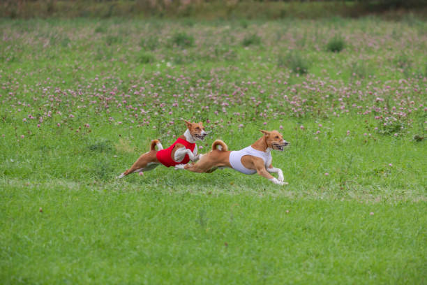 istock Basenjis running qualification for lure coursing championship 1336560151
