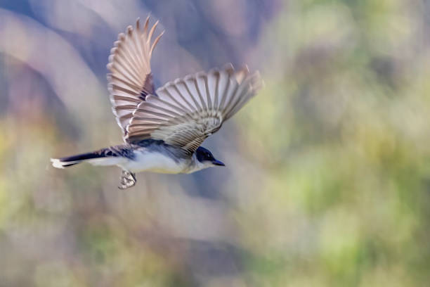 Eastern Kingbird in flight, British Columbia