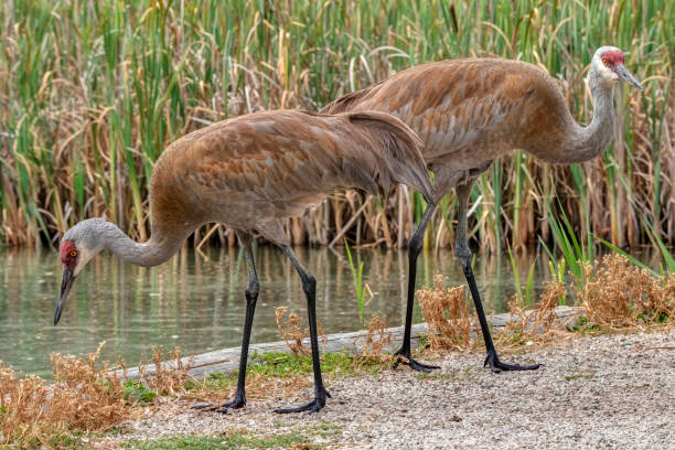 istock sandhill crane parents, British Columbia 1336560269