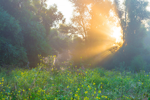 Green trees in a colorful misty forest in bright sunlight in wetland at sunrise in summer, Almere, Flevoland, The Netherlands, August 25, 2021