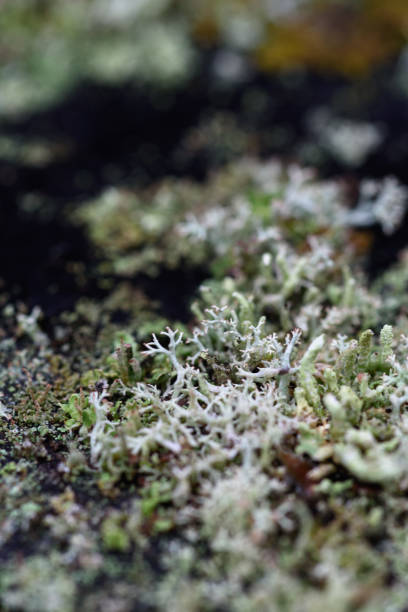 istock Close up of forest micro plants. 1336560930