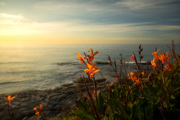 Flowers by the Sea, Tamarama Sydney
