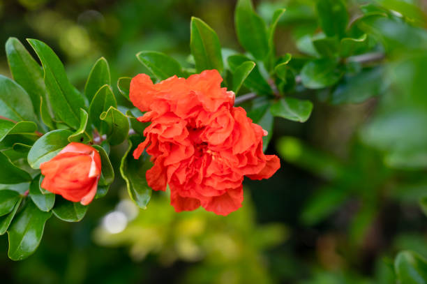 istock Summer pink blossom of pomegranate fruit tree in orchard 1336564689