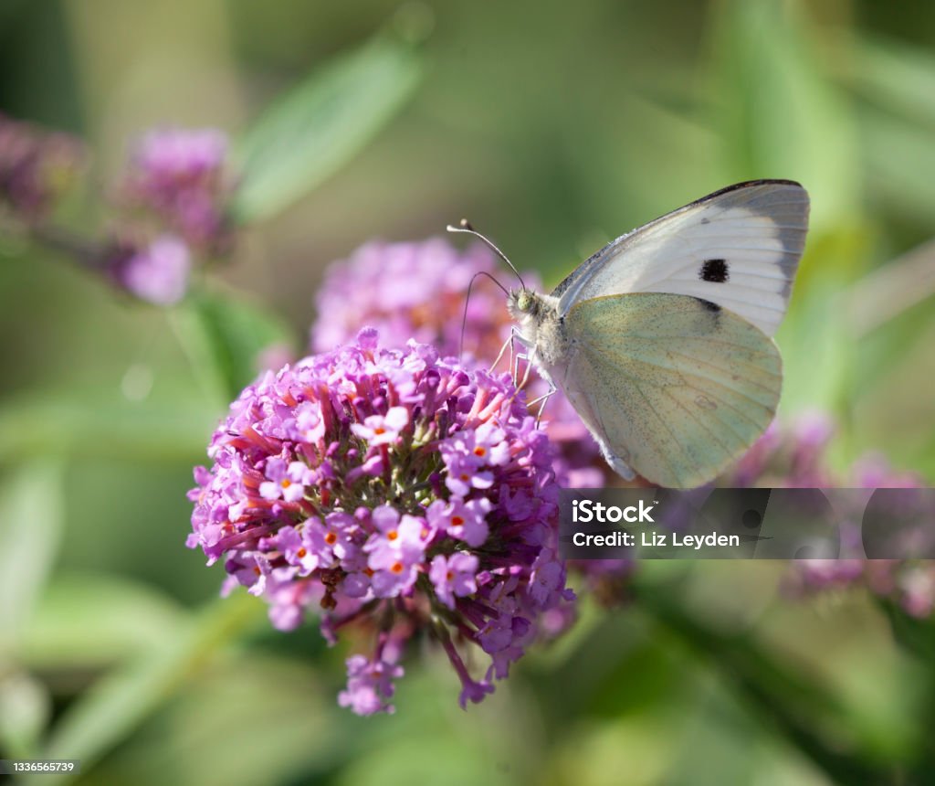 Small White Butterfly, Pieris rapae drinking nectar from a buddleja flower Small White Butterfly, Pieris rapae, aka Cabbage White Butterfly, feeding on nectar from a Buddleja flower. Pieris rapae Stock Photo
