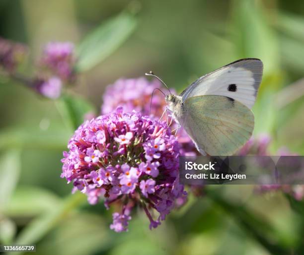 Small White Butterfly Pieris Rapae Drinking Nectar From A Buddleja Flower Stock Photo - Download Image Now