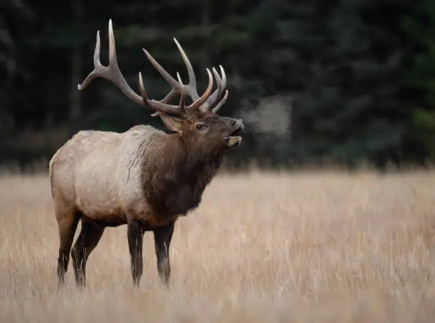 An elk in Pennsylvania