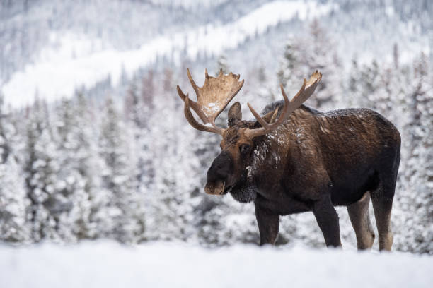 moose in jasper canada - canada moose winter snow imagens e fotografias de stock