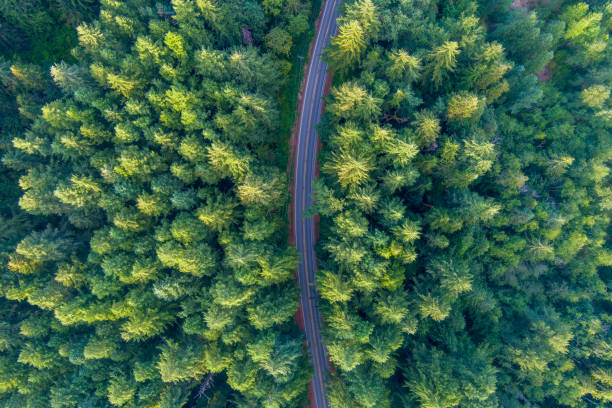 Mount Rainier & the Cascades Aerial view of a road in the Washington state outdoors near Mount Rainier mt rainier national park stock pictures, royalty-free photos & images